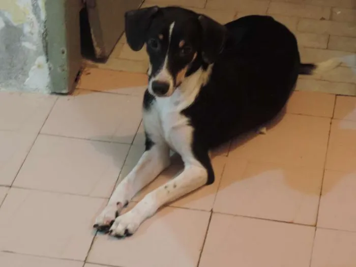 Cachorro raça SRD idade  nome Biork,Maya,Juju e F