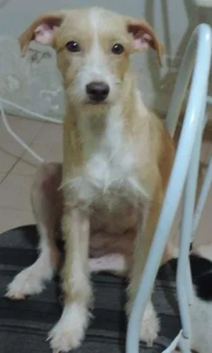 Cachorro raça SRD idade  nome Biork,Maya,Juju e F