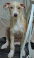 Biork,Maya,Juju e F