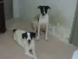 Biork,Maya,Juju e F