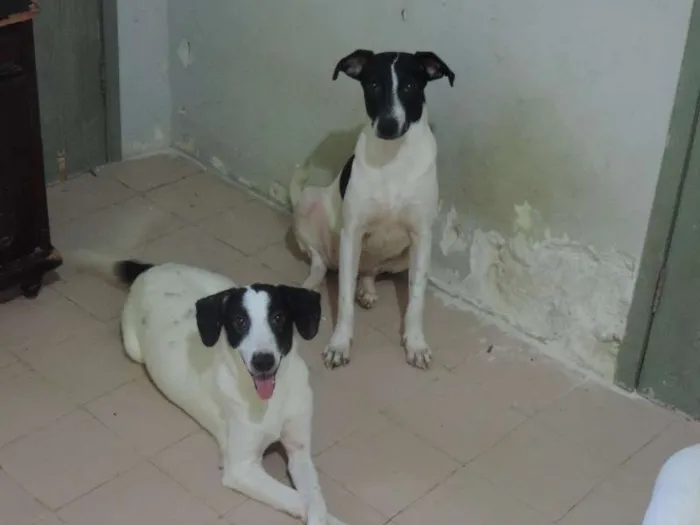 Cachorro raça SRD idade  nome Biork,Maya,Juju e F