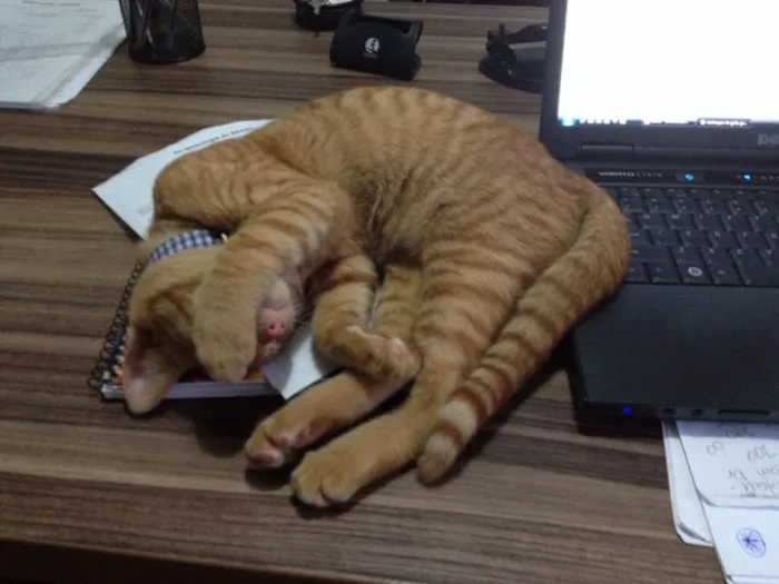 Gato ra a SRD idade 7 a 11 meses nome Touche