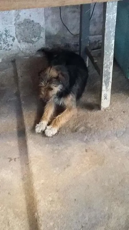 Cachorro ra a Virá lata idade 7 a 11 meses nome Bigode