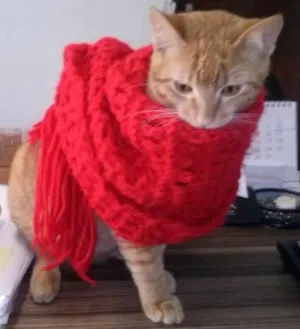 Gato raça SRD idade 7 a 11 meses nome Touche