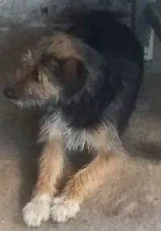Cachorro ra a Virá lata idade 7 a 11 meses nome Bigode