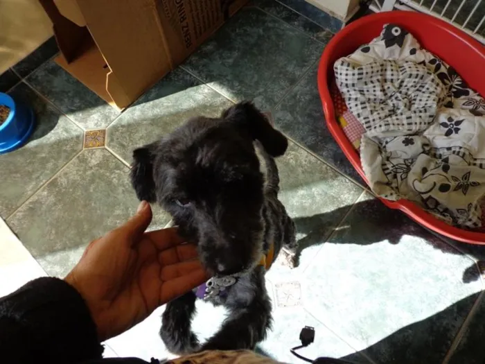 Cachorro ra a poodle idade  nome Snoop