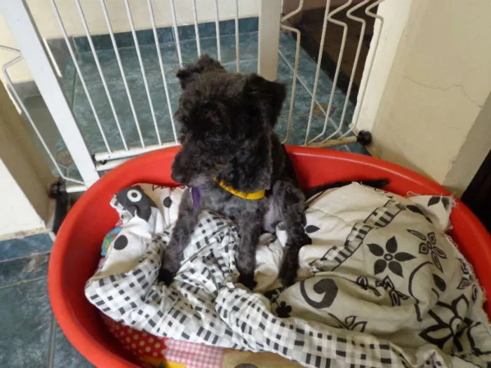 Cachorro ra a poodle idade  nome Snoop