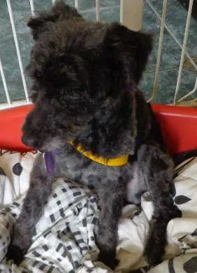 Cachorro ra a poodle idade  nome Snoop