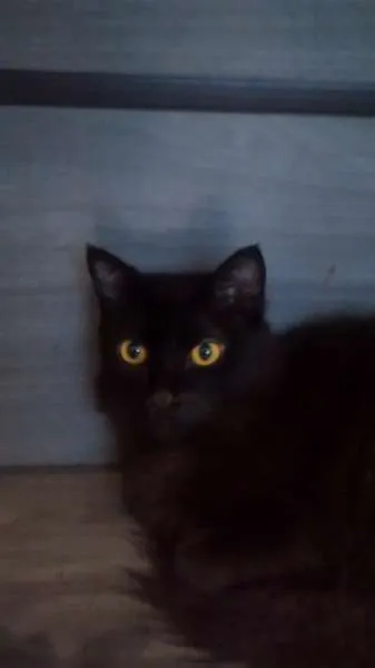 Gato raça SRD idade 7 a 11 meses nome Pretinhos