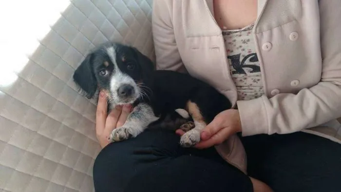 Cachorro ra a SRD idade Abaixo de 2 meses nome Cidinha e Arnold