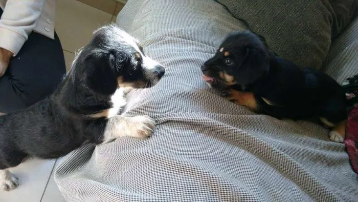 Cachorro ra a SRD idade Abaixo de 2 meses nome Cidinha e Arnold