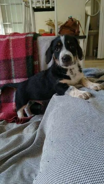 Cachorro ra a SRD idade Abaixo de 2 meses nome Cidinha e Arnold