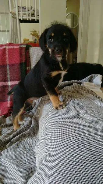 Cachorro ra a SRD idade Abaixo de 2 meses nome Cidinha e Arnold