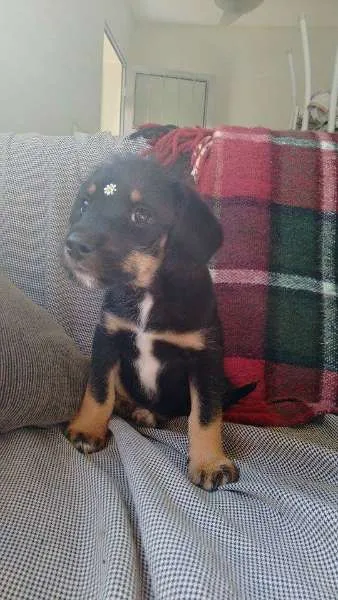 Cachorro ra a SRD idade Abaixo de 2 meses nome Cidinha e Arnold