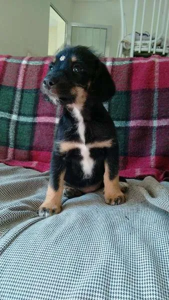 Cachorro ra a SRD idade Abaixo de 2 meses nome Cidinha e Arnold