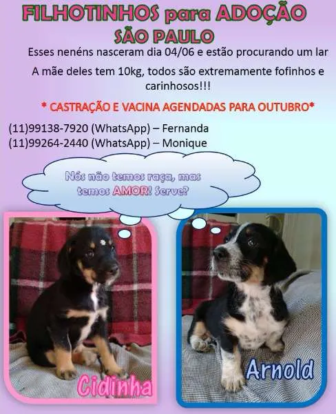 Cachorro ra a SRD idade Abaixo de 2 meses nome Cidinha e Arnold