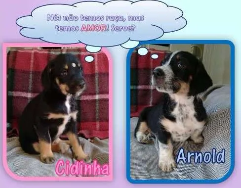 Cachorro ra a SRD idade Abaixo de 2 meses nome Cidinha e Arnold