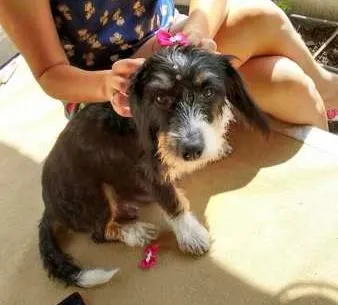 Cachorro ra a SRD idade 5 anos nome Magali
