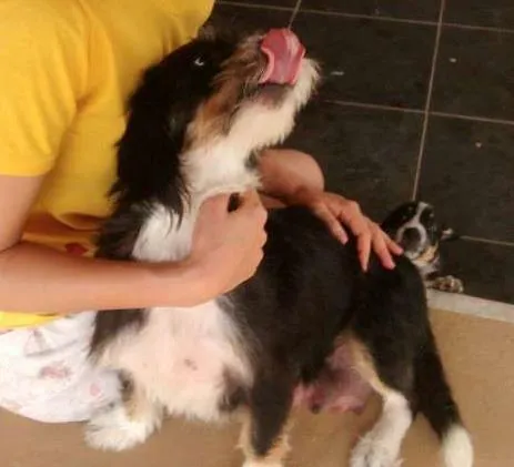 Cachorro ra a SRD idade 5 anos nome Magali