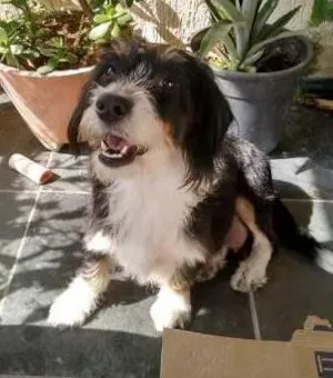 Cachorro raça SRD idade 5 anos nome Magali