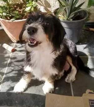 Cachorro ra a SRD idade 5 anos nome Magali