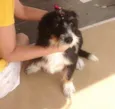Magali