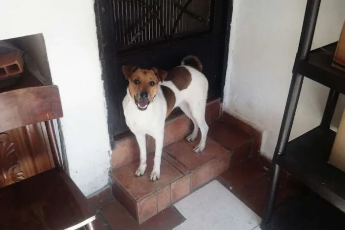 Cachorro ra a SRD idade 7 a 11 meses nome Bethoven