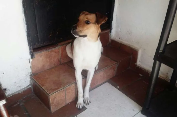 Cachorro ra a SRD idade 7 a 11 meses nome Bethoven