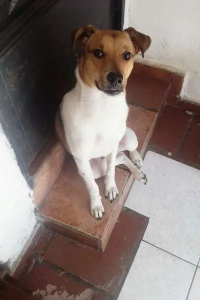 Cachorro ra a SRD idade 7 a 11 meses nome Bethoven