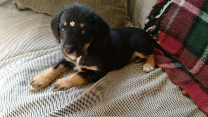 Cachorro ra a SRD idade Abaixo de 2 meses nome Cidinha e Arnold