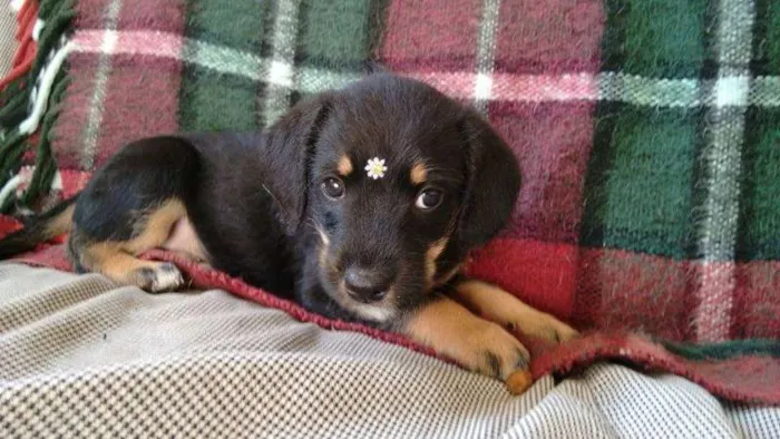 Cachorro ra a SRD idade Abaixo de 2 meses nome Cidinha e Arnold