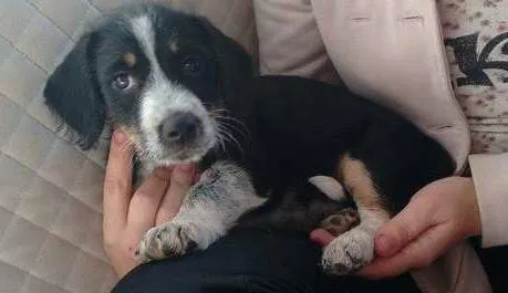 Cachorro ra a SRD idade Abaixo de 2 meses nome Cidinha e Arnold