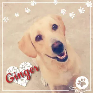 Cachorro raça Labrador idade 2 anos nome Ginger