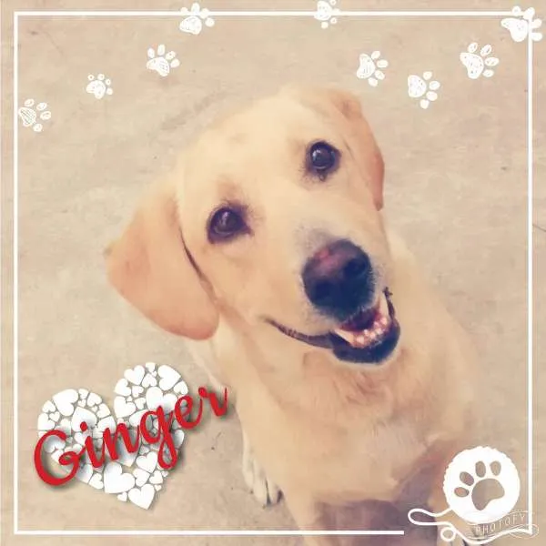 Cachorro ra a Labrador idade 2 anos nome Ginger