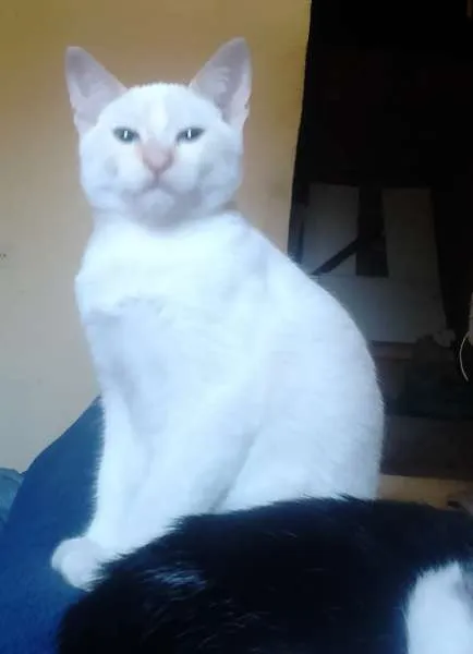 Gato ra a indefinida idade 2 a 6 meses nome biscoito e borges