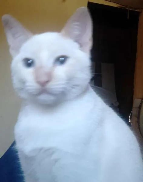 Gato ra a indefinida idade 2 a 6 meses nome biscoito e borges