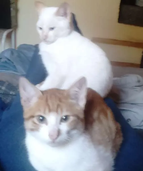 Gato ra a indefinida idade 2 a 6 meses nome biscoito e borges