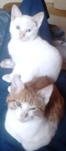 Gato raça indefinida idade 2 a 6 meses nome biscoito e borges