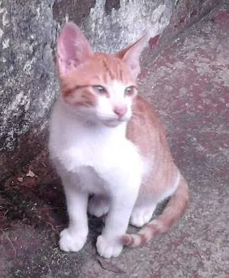 Gato ra a indefinida idade 2 a 6 meses nome biscoito e borges