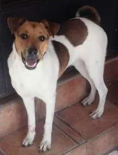 Cachorro ra a SRD idade 7 a 11 meses nome Bethoven