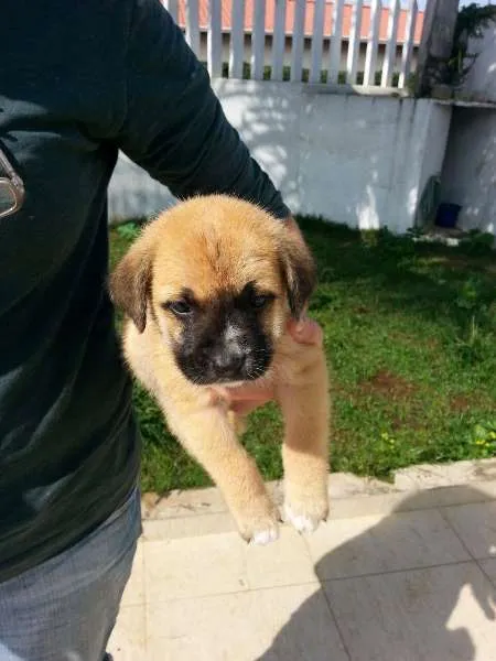 Cachorro ra a SRD idade Abaixo de 2 meses nome Dog