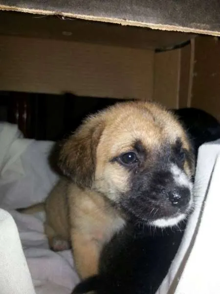 Cachorro ra a SRD idade Abaixo de 2 meses nome Dog