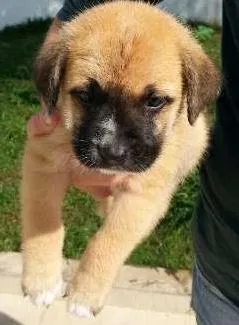 Cachorro raça SRD idade Abaixo de 2 meses nome Dog