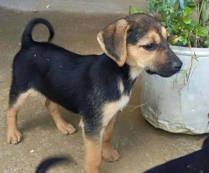 Cachorro raça nao definida idade Abaixo de 2 meses nome sem nome