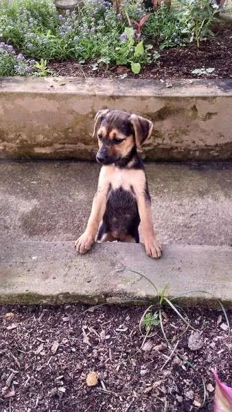 Cachorro raça sem raça idade Abaixo de 2 meses nome sem nome