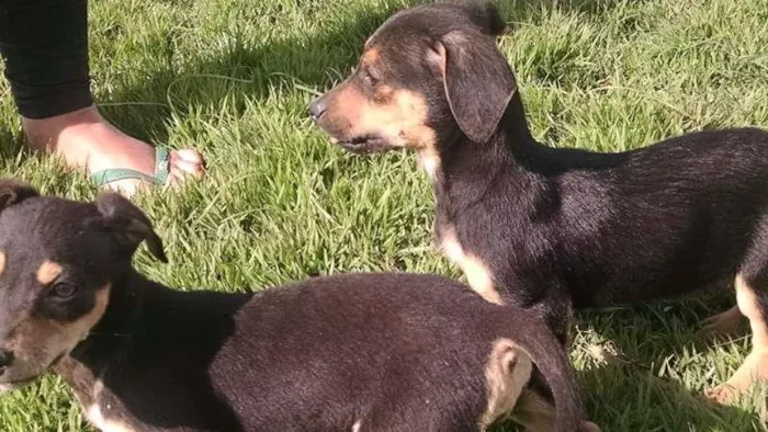 Cachorro raça sem raça idade Abaixo de 2 meses nome sem nome
