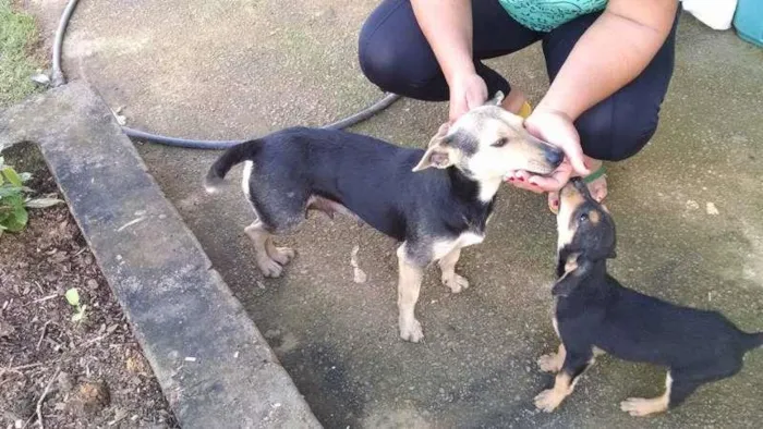 Cachorro raça SRD idade 1 ano nome Bolinha
