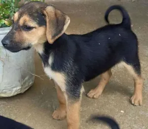 Cachorro raça nao definida idade Abaixo de 2 meses nome sem nome