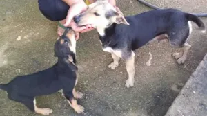 Cachorro raça SRD idade 1 ano nome Bolinha