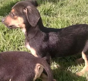 Cachorro raça sem raça idade Abaixo de 2 meses nome sem nome